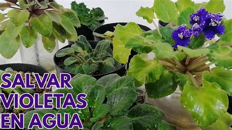 Salvar Violetas Africanas En Agua Chuyito Jardinero Youtube