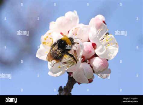 Bumblebee Bombus Sp Pollinating Apricot Tree In Spring Blooming