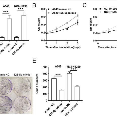 Mir 425 5p Promotes Lca A Mir 425 5p Expression In A549 And Download Scientific Diagram