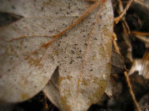 Phyllactinia Mali Obligat Phytoparasitische Kleinpilze