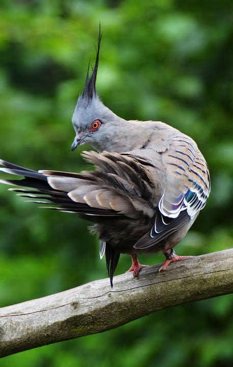 Taube Vogel Tier Crested Kostenloses Foto Auf Pixabay