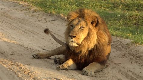 Lion Roaring In Okavango Delta Botswana Youtube