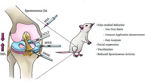 Current Rodent Models For Studying OA Pain The Representative Methods