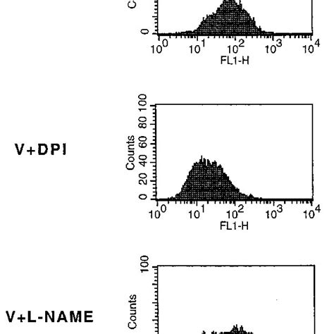 ROS Generation In VEGF Treated Cells Is Inhibited By NADPH Oxidase