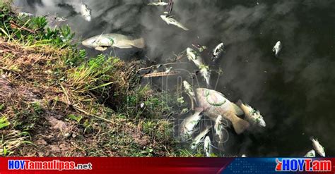 Hoy Tamaulipas Tamaulipas Mortandad De Peces En San Fernando Fue Por