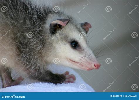 Possum Royalty Free Stock Photos - Image: 2001028