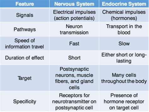 A P Chapter 16 Endocrine Study Guide Flashcards Quizlet