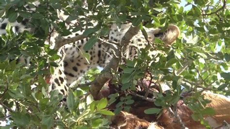 Kirkmans Kamp Leopard Eating Kill 2 Sabi Sands South Africa 1 Sept 2019 Youtube