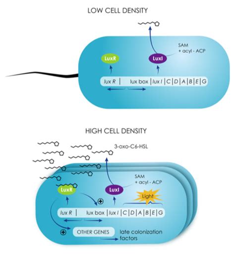 Quorum sensing and chemical messengers – Encyclopedia of the Environment