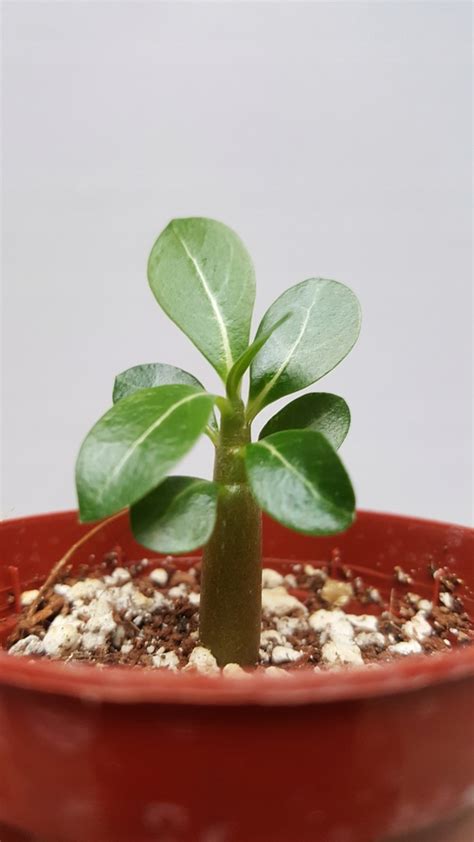 Róża Pustyni Adenium Obesum sadzonka 9310371070 oficjalne