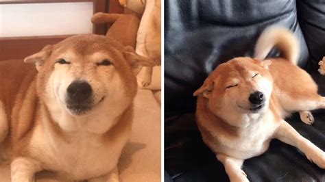 Shiba Inu Has The Biggest Smile Youtube