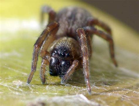 Badumna Longinqua Brown House Spider