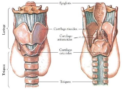 Faringe Laringe Traquea Y Esofago Flashcards