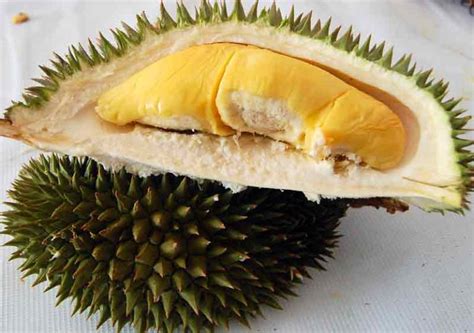 Cara Menanam Durian Bawor Agar Cepat Berbuah Solahart Handal