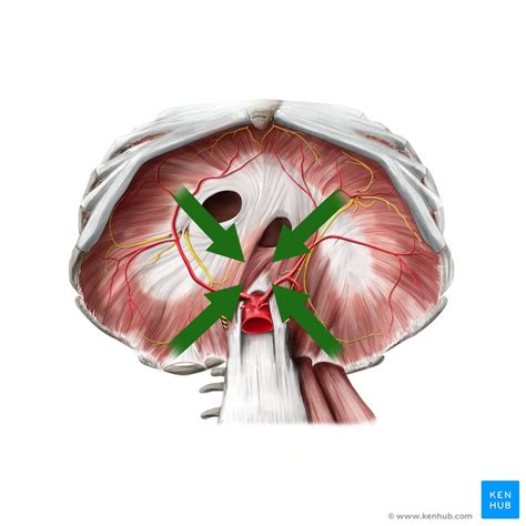 Directional terminology: Central | Kenhub