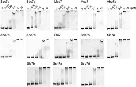 Dna Binding Properties Of Proteins Electrophoretic Mobility Shift