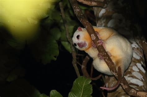 Common Spotted Cuscus: characteristics, habitat and reproduction