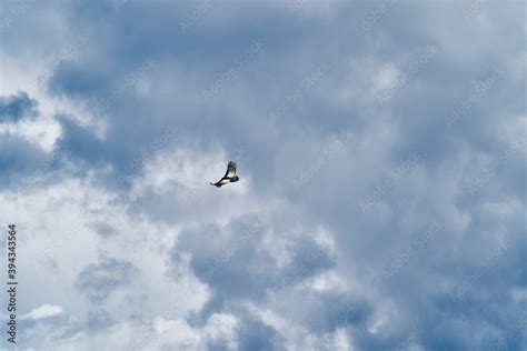 Andean Condor Vultur Gryphus Soaring Over The Colca Canyon In The