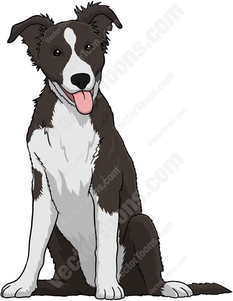 Black and white Border Collie puppy • Vector Graphics ... | Animal ...