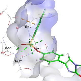 Putative Binding Mode Of Inhibitor 1c Within The HNTPDase2 Active Site