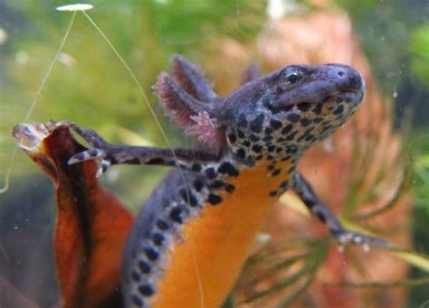 I have these in my pond. Love newts! | Amphibians, Reptiles and ...