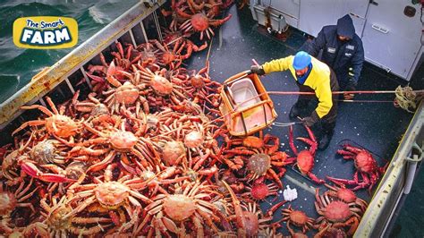 Amazing King Crab Catching Discover The Fishing Of Tons Of Alaskan