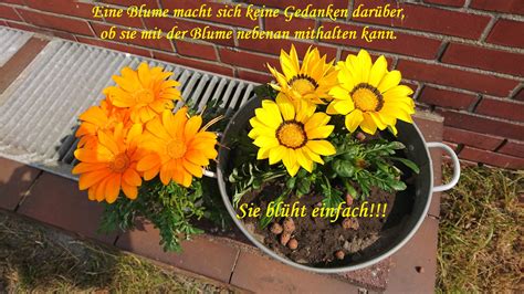 Spruch Der Woche Heute Schon Gelesen