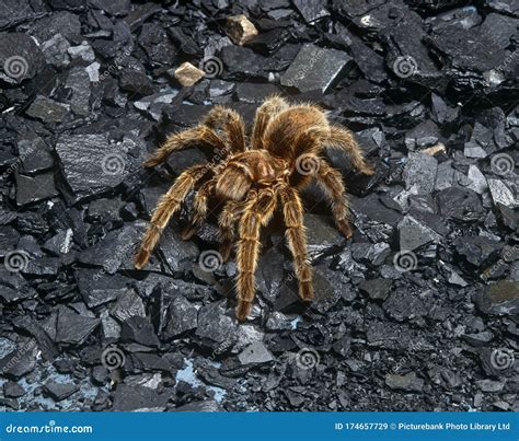 A Tarantula On The Gravel Outside Stock Image Image Of Gravel