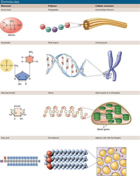 Biomolecule Definition Examples at Sandra Still blog