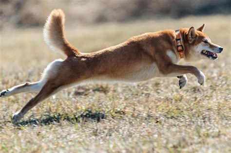 Shiba Inu Dog Running - Free photo on Pixabay - Pixabay