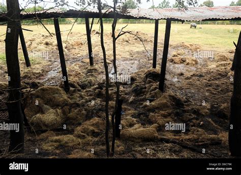 Straw Is Charred And Soaked Of Water After A Straw Bale Stock Caught