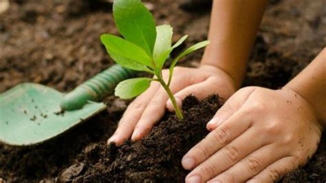 Discurso Sobre La Importancia De Plantar Arboles