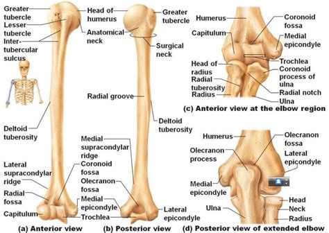 Parts of the Humerus - Bone Landmarks, Functions | Rx Harun Anatomy ...