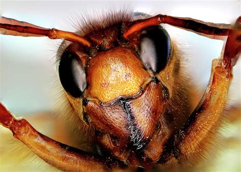 Asian Giant Hornet Face Photograph By Hiroya Minakuchi Fine Art America