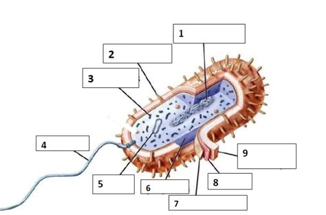 Microbiology Exam 1 Diagram Quizlet