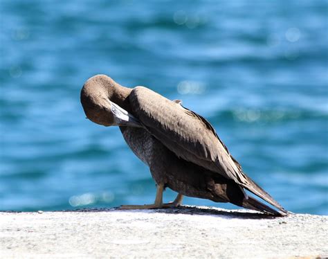 Brown Booby Charles D Peters M P R Flickr