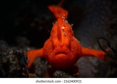 Painted Frogfish Stock Photos Images Photography Shutterstock