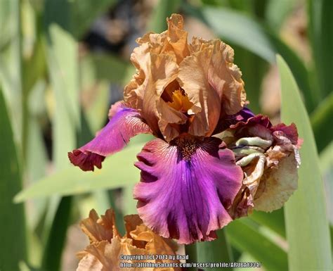 Photo Of The Bloom Of Tall Bearded Iris Iris Twice Is Nice Posted