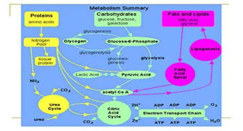 Download Free Medical Lipids Metabolism PowerPoint Presentation