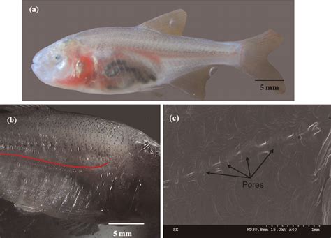 Photographs Of Blind Cave Characin A Blind Cavefish That Relies On