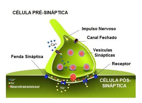 Sinapses Toda Matéria