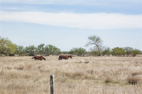 Visit Mesquite: 2022 Travel Guide for Mesquite, Dallas | Expedia