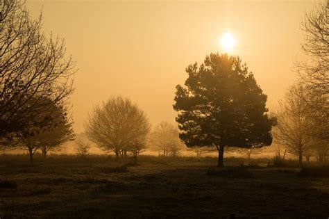 Sepia Qué es definición y concepto