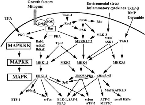 Schematic presentation of MAPK pathways . For details, see refs 80, 81 ... 