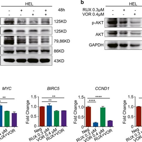 Combination Of Ruxolitinib And Vorinostat Produced Synergistic