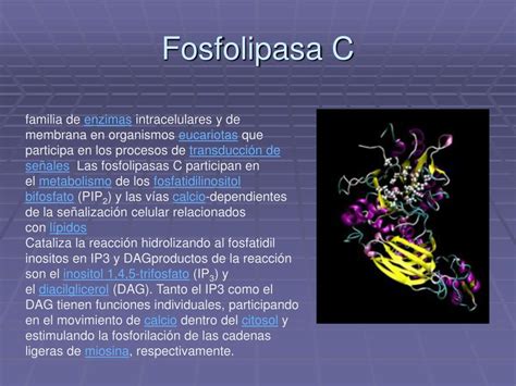 PPT COMU NICA CIÓN CELU LAR PowerPoint Presentation free download