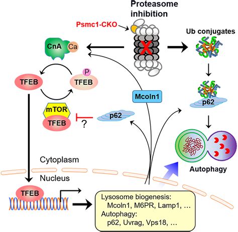 The Calcineurin TFEB P62 Pathway Mediates The Activation Of Cardiac