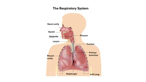 Describe The Parts Of The Human Respiratory System