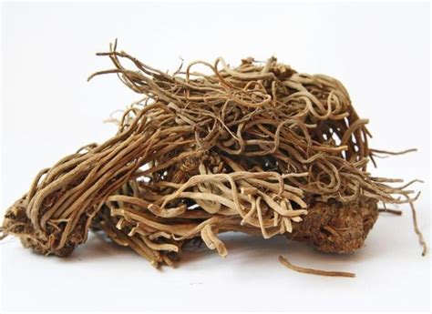 Состав валерьянки, ее целебные свойства и противопоказания