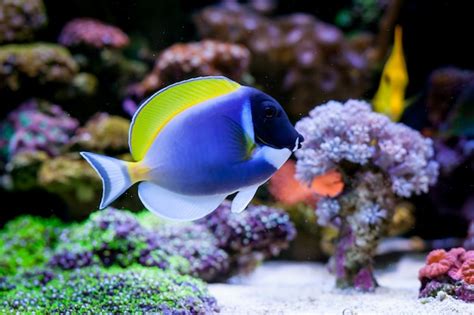 Premium Photo | Acanthurus leucosternon in home coral reef aquarium ...